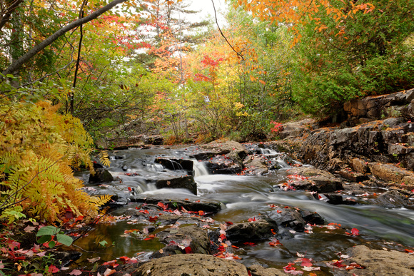 Fall Colors. Acadia National Park, Maine, USA